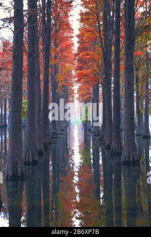 Die rote metasequoia im Nationalpark im Herbst ist ein wunderschönes Spiegelbild Stockfoto