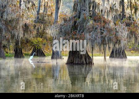 USA, Deep South, Louisiana, St. Martin Parish, Lake Martin, Great White Heron im Cypress Sumpf Stockfoto