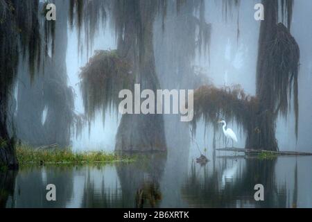 USA, Deep South, Louisiana, St. Martin Parish, Lake Martin, Cypress Sumpf im Nebel Stockfoto