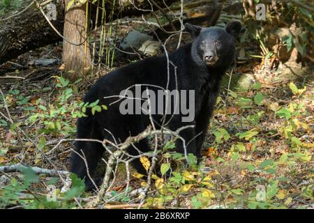 USA, Deep South, Tennessee, Great Smokey Mountains, Nationalpark, Schwarzbär Stockfoto