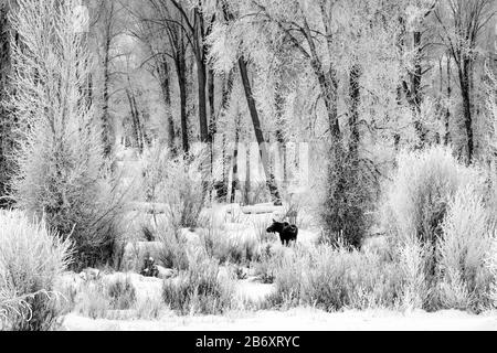 USA, Rocky Mountains, Wyoming, Grand Teton, Nationalpark, Moose Stockfoto