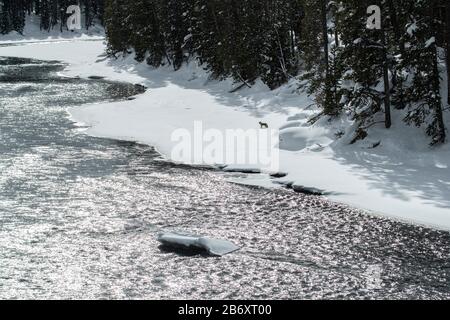 USA, Rocky Mountains, Wyoming, Yellowstone National Park, UNESCO, Welterbe, Coyote im Winter, Canis Latrans, Yellowstone River Stockfoto