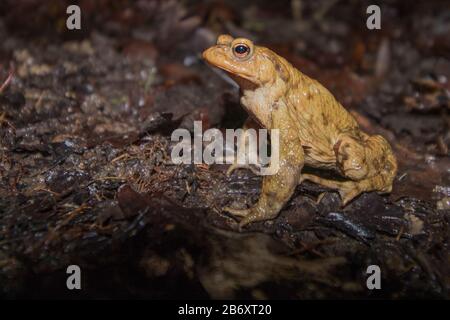 Männliche Kröte (Bufo bufo) auf Frühlingswanderung zum Brutteich in der Nacht. Sussex, Großbritannien. Stockfoto