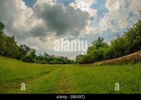 Weitschuss auf Wanderwegen in Gras auf Wiese zwischen Bäumen und Holzstämmen, durch Cernossin Stockfoto