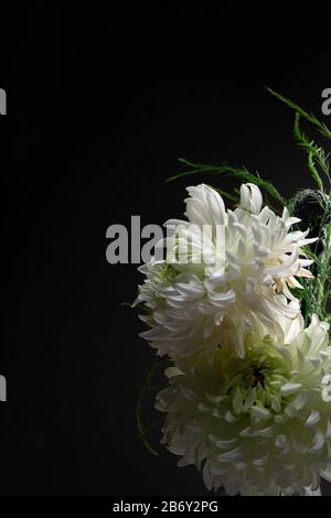 Weiße Chrysanthemen hinterleuchteten auf schwarzem Hintergrund Stockfoto