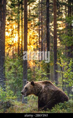 Großer Braunbär mit Hintergrundbeleuchtung. Wald bei Sonnenuntergang im Hintergrund. Braunbärsitz im Sommerwald bei Sonnenuntergang. Wissenschaftlicher Name: Ursus arctos. Natura Stockfoto