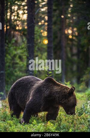 Großer Braunbär mit Hintergrundbeleuchtung. Wald bei Sonnenuntergang im Hintergrund. Erwachsener Braunbärenmännchen im Sommerwald. Wissenschaftlicher Name: Ursus arctos. Natürliche habita Stockfoto