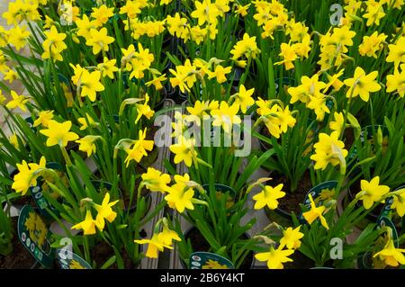 Anzeige von British Grown Dwarf Narcissus Tete a Tete zum Verkauf als Bettzeug für die Anpflanzung im Frühjahr 2020 Stockfoto