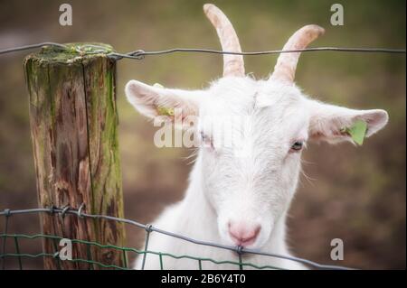 Schöne weiße Ziege ohne Hörner steht in einer Scheune. Schöne gepflegte Tiere Stockfoto