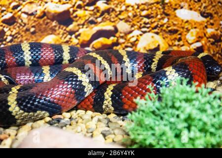 Lampropeltis triangulum elapsoides Writhing Body mit Streifen Stockfoto