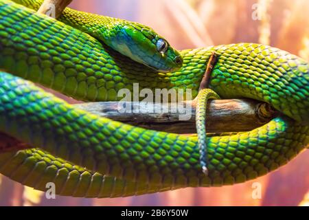 Grüne Giftschlange, die auf Ästen in einem Regenwald sitzt und Beute jagt Stockfoto