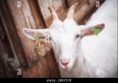 Schöne weiße Ziege ohne Hörner steht in einer Scheune. Schöne gepflegte Tiere Stockfoto