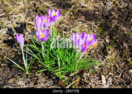 Lila Crocus Vernus Blume spähen durch die Wiese und Mulch im Frühjahr Stockfoto