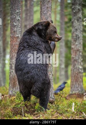 Braunbär steht auf seinen Hinterbeinen von einem Baum in einem Kiefernwald. Wissenschaftlicher Name: Ursus arctos. Natürlicher Lebensraum. Herbstsaison Stockfoto