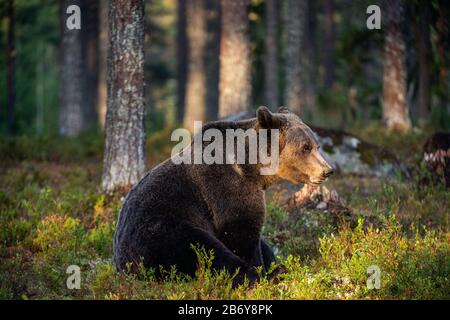 Großer Braunbär mit Hintergrundbeleuchtung. Wald bei Sonnenuntergang im Hintergrund. Braunbärsitz im Sommerwald bei Sonnenuntergang. Wissenschaftlicher Name: Ursus arctos. Natura Stockfoto