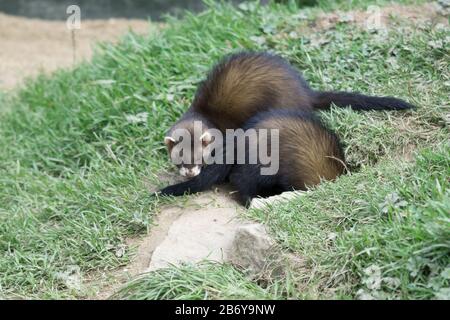 Ein Paar junger europäischer Polecats (Mustela Putorius), die zusammen spielen Stockfoto