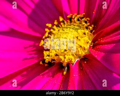 Nahansicht einer rosafarbenen und gelben Kosmosblüte Stockfoto