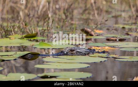 Teilweise untergetauchter Alligator, Alligator mississippiensis, im Okefenokee-Sumpf. Stockfoto