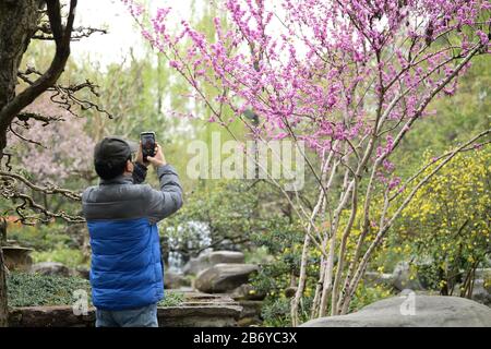 Chengdu, Chinas Provinz Sichuan. März 2020. Ein Tourist fotografiert Blumen im Wuhouci-Schrein in Chengdu, südwestlich der chinesischen Provinz Sichuan, am 12. März 2020. Kredit: Xu Bingjie/Xinhua/Alamy Live News Stockfoto