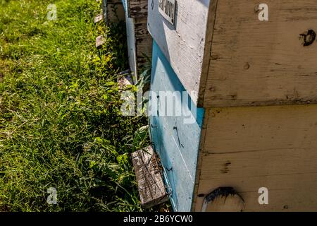 Nahaufnahme eines mit Bienen gefüllten blauen und weißen Holzbieneneingangs Stockfoto