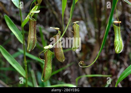 Pitcher Planst (Nepenthes gracilis) in situ, Pitcher Plant family (Nepenthaceen), Kinabatangan River flood plain, Sabah, Borneo, Malaysia Stockfoto