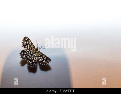 Kleiner Schmetterling auf einer weißen Oberfläche Stockfoto