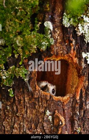 Spechtkecht sichtbar im Nestloch im Baumstamm, aufgenommen in Bosnien-Herzegowina. Stockfoto