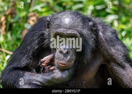 Nahaufnahme Portrait Erwachsene männliche Bonobos (Pan Paniscus) auf grünem natürlichen Hintergrund. Demokratische Republik Kongo. Afrika Stockfoto