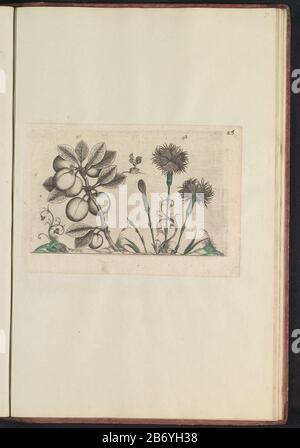 Kerspruim (Prunus cerasifera) en tuinanjer (Dianthus caryophyllus) Kirschpflaume und Nelke. Mit Huhn und einigen Zierpflanzen und Reben. Abb. 47 und 48, nummeriert auf einem Blatt mit der Hand 24. In: Anselmi Boëtii The Boot I.C. Brugensis & Rodolphi II Imp. Roman: Eine medizinische Cubiculis Florum, Herbarum, ac Fructuum selectiorum icones und vires pleraeque hactenus ignotae. Teil des Albums mit Blättern und Platten aus dem Boodts-Herbarium von 1640. Die zwölften zwölf von Kaiser Rudolf II. In Auftrag gegebenen Alben von Aquarellen von Tieren, Vögeln und Pflanzen sind um 1600 bekannt Hersteller: Drucken Stockfoto
