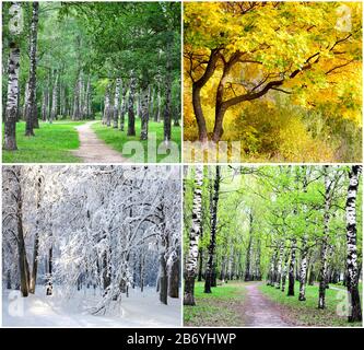 Vier Jahreszeiten Collage - Sommer, Herbst, Winter, Frühjahr Stockfoto