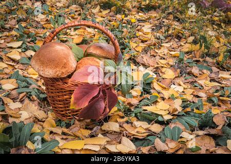 Korb voller großer wildeißbarer Penny-Bun-Pilze, bekannt als Porchini oder Boletus edulis. Herbsthintergrund mit gestürztem goldgelbem und braunem Leavgrün Stockfoto