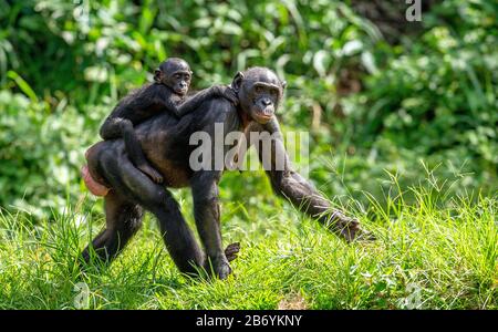 Bonobo Cub auf dem Rücken der Mutter. Grüner natürlicher Hintergrund. Der Bonobo, genannt der Pygmäen-Schimpanse. Wissenschaftlicher Name: Paniskus. Kongo. Afrika Stockfoto