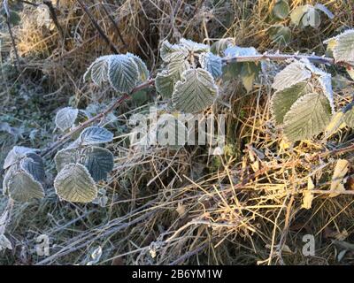 Huffrost auf Blättern, Zweigen und Gräsern Stockfoto