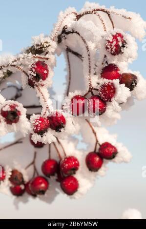 Nahaufnahme von geharntem Frost, der rote Beeren bedeckt Stockfoto