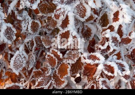 Nahaufnahme schneebedeckter Blätter Stockfoto