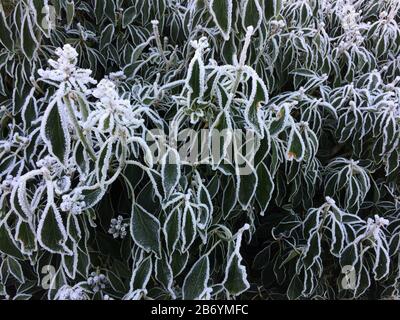 Nahaufnahme schneebedeckter Blätter Stockfoto