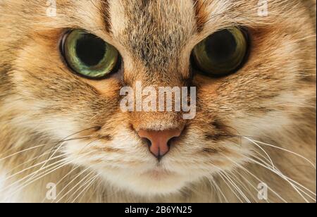 Strenge Furry-Katze mit Nahaufnahme Stockfoto