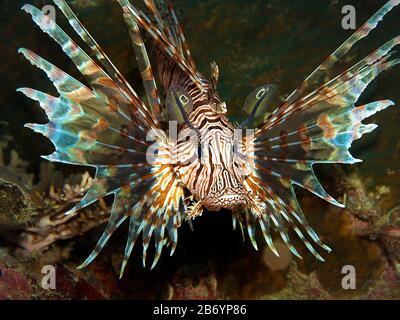 Ein Lionfish blickt direkt auf den Unterwasserfotografen. Diese Nahaufnahme nahm ich während eines Tauchgangs in Raja Ampat, Indonesien Stockfoto