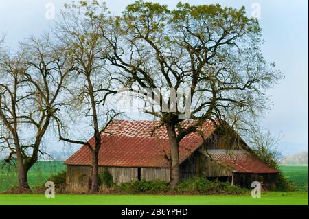 Die verfallende Scheune befindet sich auf einem landwirtschaftlichen Feld unter Bäumen im ländlichen Oregon Stockfoto