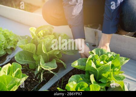 Nahaufnahme der jungen asiatischen Bauernschaft, die den frischen ökologischen Gemüsegarten auf dem Bauernhof prüft, grüne Salatprodukte für die Ernte auf Agrikul produziert und kultiviert Stockfoto