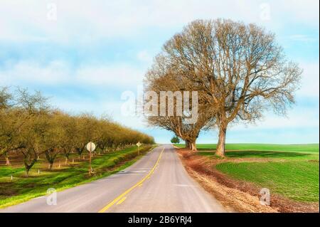 Die Landstraße führt durch die Landwirtschaft, die Felder, Obstgärten und eine einsame weiße Eiche umgibt. Stockfoto