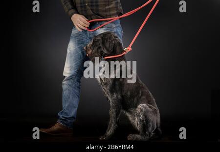 Deutscher Wirehaariger Zeiger und sein Trainer. Stockfoto
