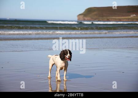 Hund am Strand Stockfoto