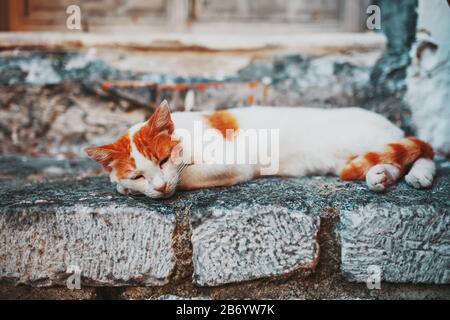 Eine weiße Katze mit orangefarbenen Flecken schläft an der Steinschwelle eines alten Hauses. Haustiere Stockfoto