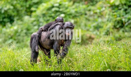 Bonobo Cub auf dem Rücken der Mutter. Grüner natürlicher Hintergrund. Der Bonobo, genannt der Pygmäen-Schimpanse. Wissenschaftlicher Name: Paniskus. Kongo. Afrika Stockfoto