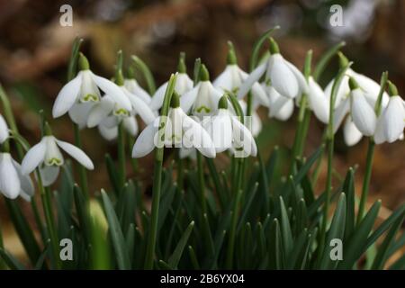 Galanthus nivalis, Schneefälle, häufiger Schneefall. Die ersten zarten Frühlingsblüten im Freien. Stockfoto