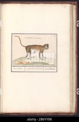 Kleine witneusmeerkat (Cercopithecus petaurista) Meerkatte cercopithecus barbatus ouanderou (titel op object) Klein oder westafrikanisch witneusmeerkat. Oben rechts nummeriert: 4. Beschriftung mit Namen in lateinischer Sprache. Teil des zweiten Albums mit Zeichnungen von Quadrupeds. Zweite zwölf Alben mit Zeichnungen von Tieren, Vögeln und Pflanzen sind um 1600 im Auftrag von Kaiser Rudolf II. Bekannt Mit Notizen auf Niederländisch, Latein und Frans. Hersteller: Künstler: Anselm Boëtius The Boodt (Listed Property) Ort Herstellung: Prag Datum: 1596 - 1610 Physische Merkmale: Pinsel in Farbe, Farbe und Farbe des Körpers, erhöhte Stockfoto