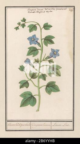 Klokje (Campanula) blauwe kloktjens winde Campana lasura Liseron Liset (titel op object) Klokje (Campanula). Genummerd Nachbackofen: 299. Bovenaan de Latijnse en Nederlandse naam. Onderdeel van het derde Album met tekeningen van bloemen en planten. Tende van twaalf Alben trafen Tekeningen van dieren, vogels en planten bekend rond 1600, gemaakt in opracht van keizer Rudolf II Traf Toelichting in Nederlands, Latijn en Frans. Hersteller : Zeichner: Anselmus Boëtius de Boodt Zeichner: Elias VerhulstPlaats Herstellung: Zeichner: Praag Zeichner: Delft Dating: 1596 - 1610 Physical Kenmerken: P Stockfoto