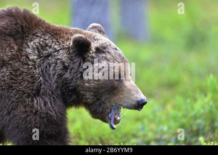 Braunbär mit offenem Mund. Nahaufnahme. Wissenschaftlicher Name: Ursus arctos. Natürlicher Lebensraum. Stockfoto