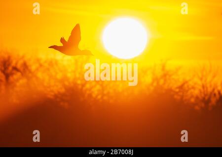 Bufflehead-Ente im Sonneneinstrahlung Flug Stockfoto